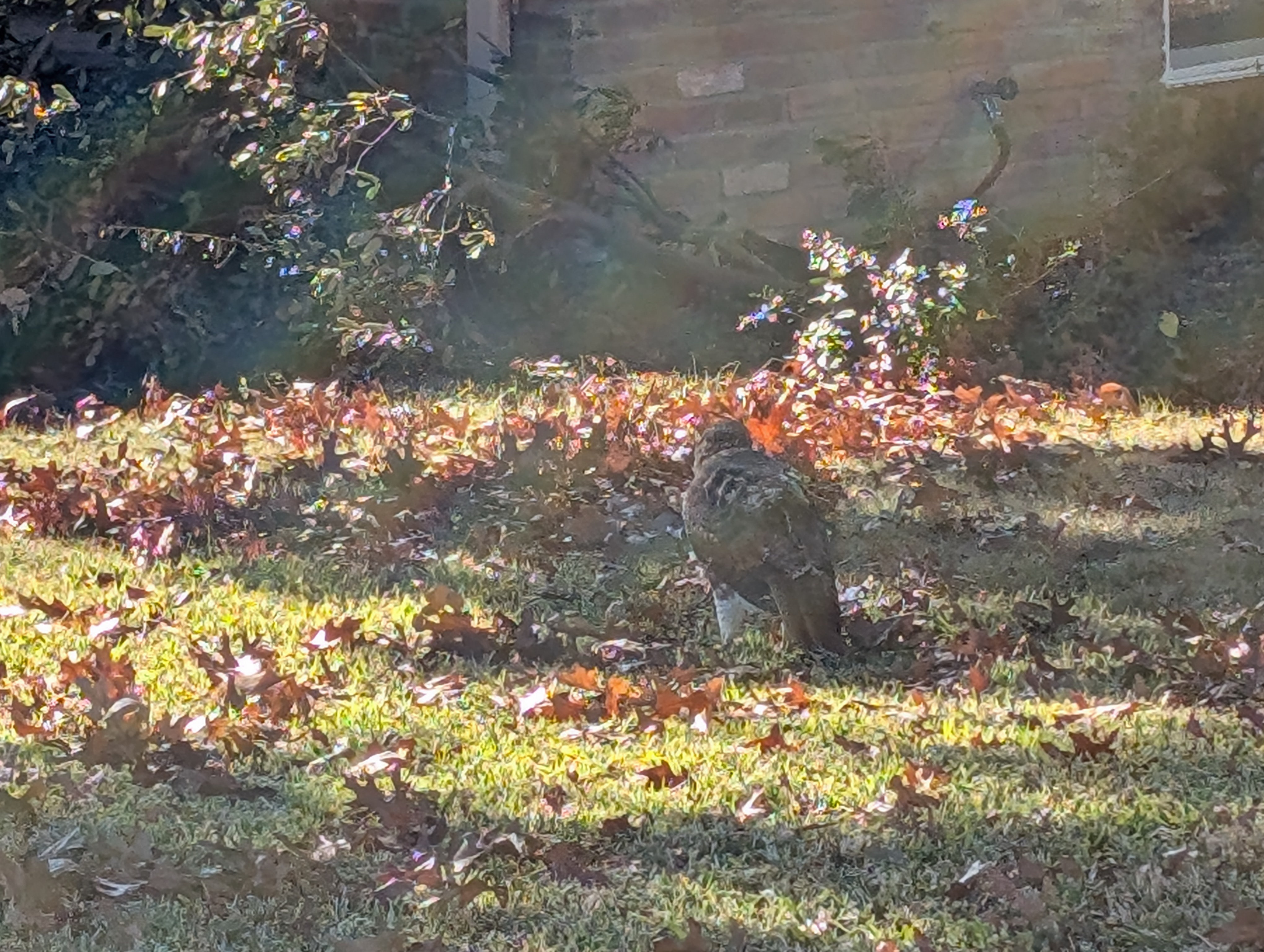 Suburban Red-Tailed Hawk